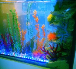 fantasy aquarium